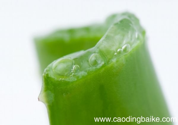 芦荟原液能直接涂脸上 芦荟原液的使用方法