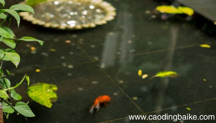 蛋白棉的作用是什么蛋白棉有什么作用