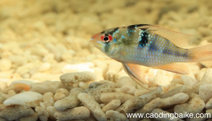 蛋白棉的作用是什么蛋白棉有什么作用