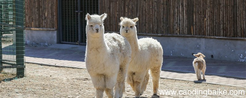 骆马绒与羊驼绒的区别 骆马绒与羊驼绒的区别是什么