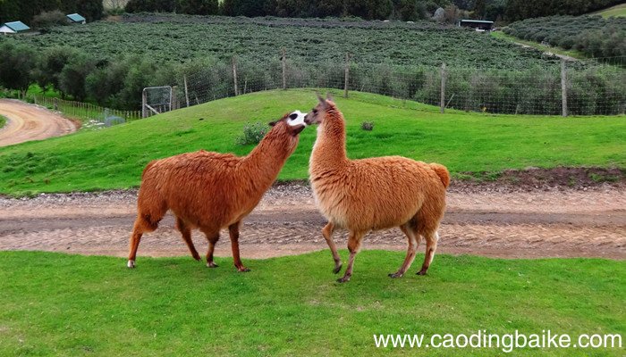 骆马绒与羊驼绒的区别 骆马绒与羊驼绒的区别是什么