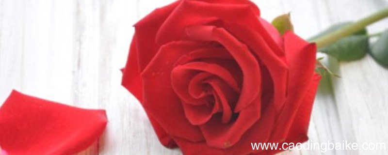 提取玫瑰精油的方法玫瑰精油怎么提取