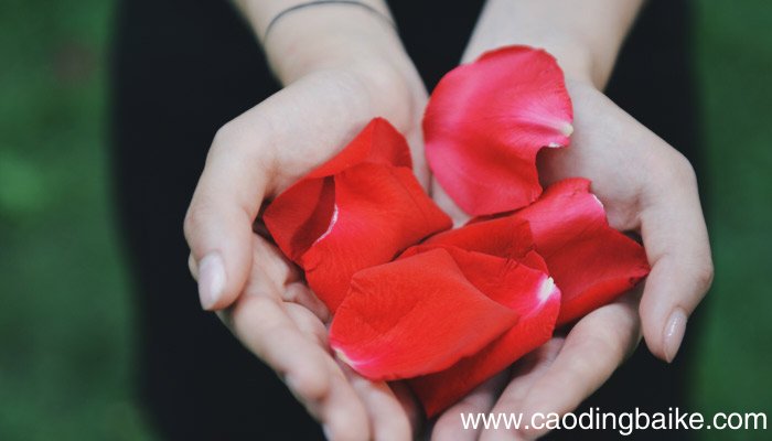 提取玫瑰精油的方法玫瑰精油怎么提取