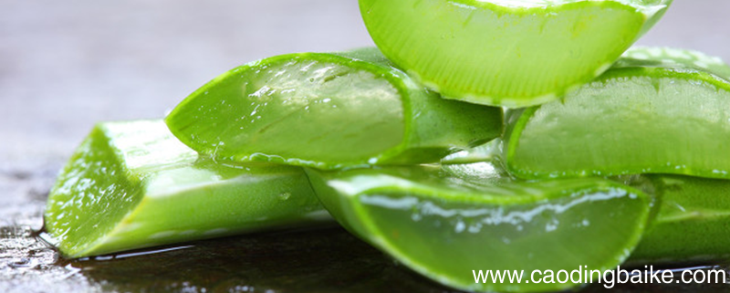 芦荟怎么去粉刺 芦荟去粉刺怎么做