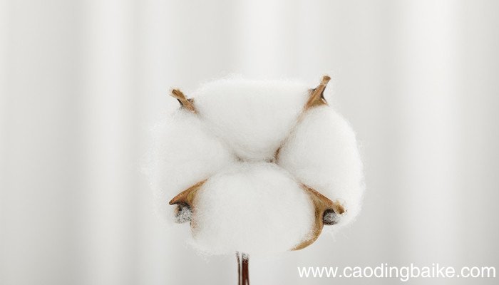 云朵绒是什么面料 云朵绒是啥面料