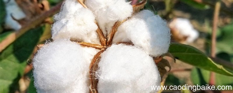 云朵绒是什么面料 云朵绒是啥面料