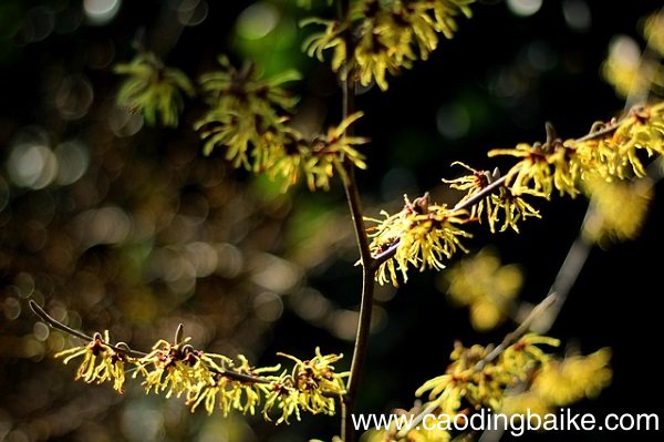 金缕梅的美容功效与作用金缕梅对皮肤的作用