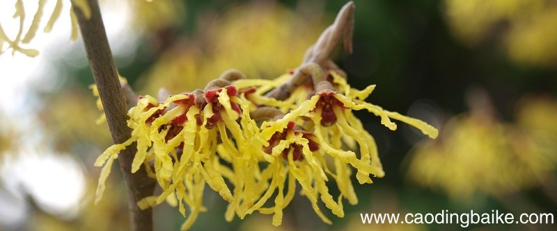 金缕梅的美容功效与作用金缕梅对皮肤的作用