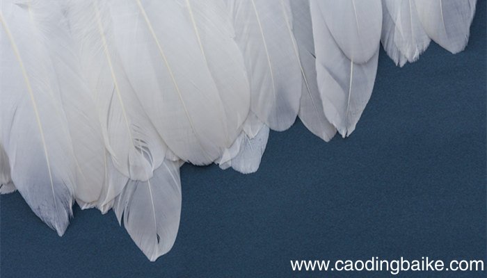 羽绒90.80.70绒的区别 羽绒90.80.70绒的区别是什么