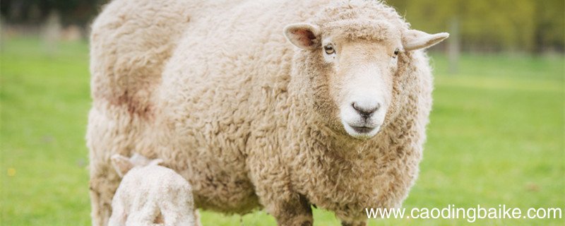 ws是什么面料 ws是啥面料