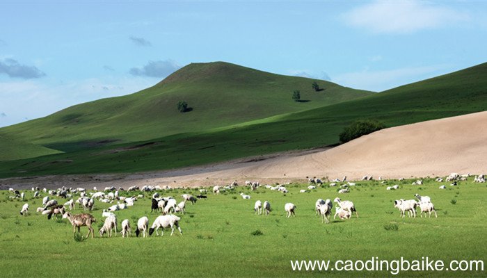 80支澳毛和100支澳毛的区别 80支澳毛和100支澳毛区别