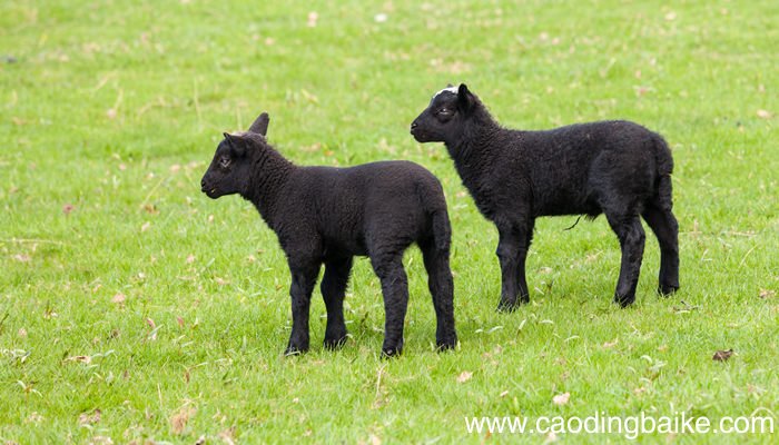 80支澳毛和100支澳毛的区别 80支澳毛和100支澳毛区别