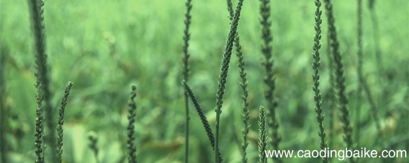 珍珠麻是什么珍珠 珍珠麻是什么东西