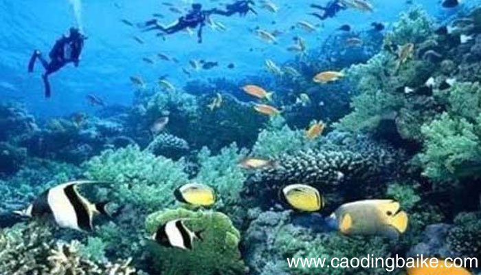 潜水服里面要穿什么潜水服中可以穿什么