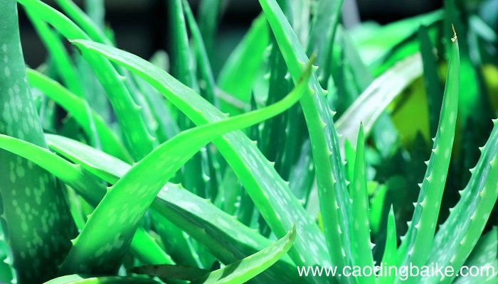 芦荟可以天天敷脸吗 芦荟涂脸的正确方法