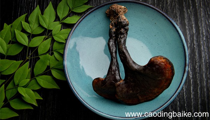 肉蔻和白蔻有啥区别 肉蔻和白豆蔻有什么区别