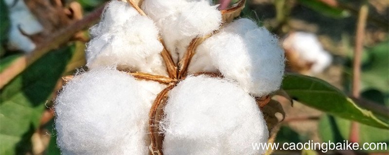 纯棉植物纤维是什么面料 棉质植物纤维是纯棉吗