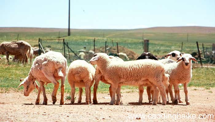 laine和wool的区别 laine wool是什么意思