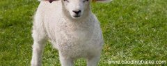 laine和wool的区别 laine wool是什么意思