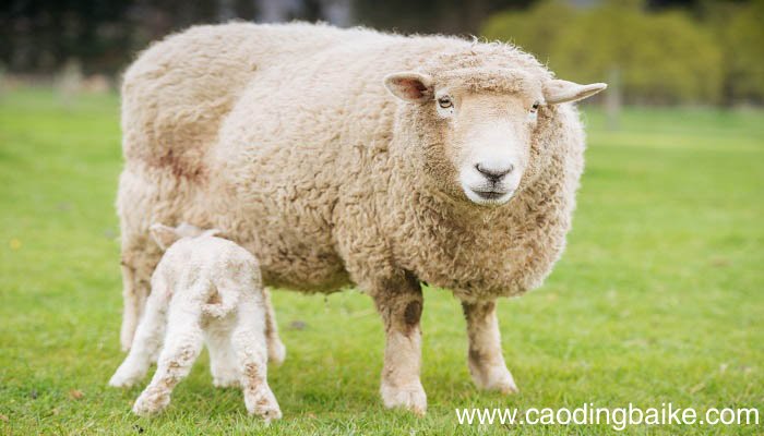 laine和wool的区别 laine wool是什么意思
