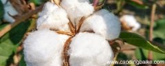 混合棉是什么面料 混合棉是什么面料优缺点