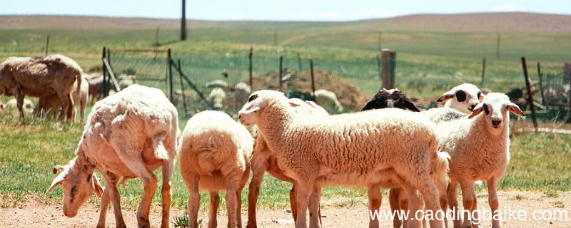lanawool 什么面料 woollana是什么面料