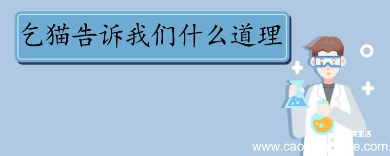 乞猫告诉我们什么道理 乞猫告诉我们的道理
