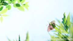 春去镜前花,秋来水中月的意思 春去镜前花,秋来水中月的意思是