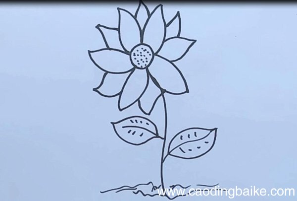 小雏菊的简笔画