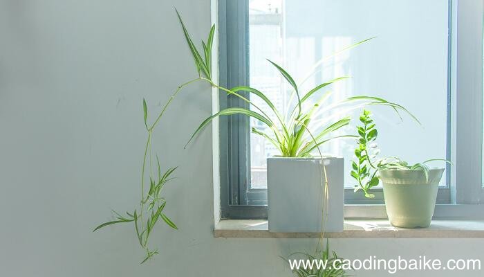 光合作用需要什么 光合作用需要哪些