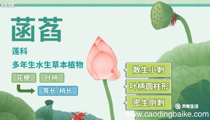 菡萏怎么读 菡萏是怎么读的