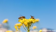 法布尔通过实验证明蜜蜂有什么的能力 法布尔通过实验证明了什