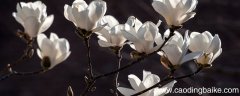 描写玉兰花的优美句子短句 关于描写玉兰花的优美句子短句