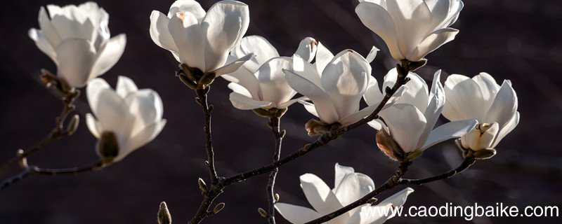 描写玉兰花的优美句子短句 关于描写玉兰花的优美句子短句