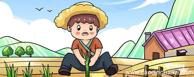 拔苗助长的故事主要讲了什么 拔苗助长的故事讲了什么