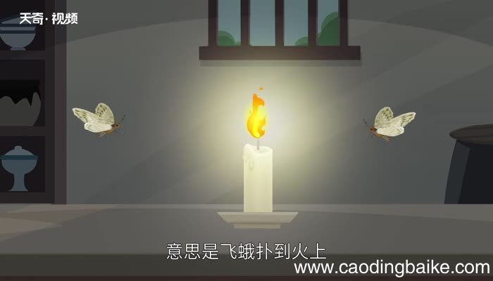 飞蛾扑火歇后语飞蛾扑火歇后语答案