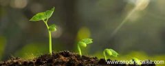 小草发芽了改为拟人句 小草发芽了改为拟人句怎么改