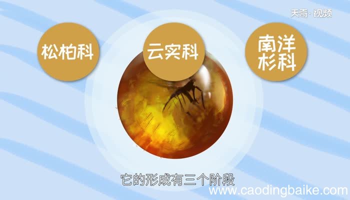 琥珀属于哪种宝石 琥珀是哪种宝石