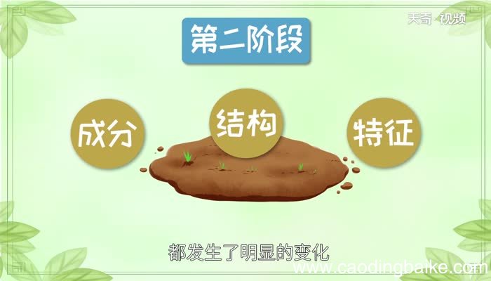 琥珀属于哪种宝石 琥珀是哪种宝石