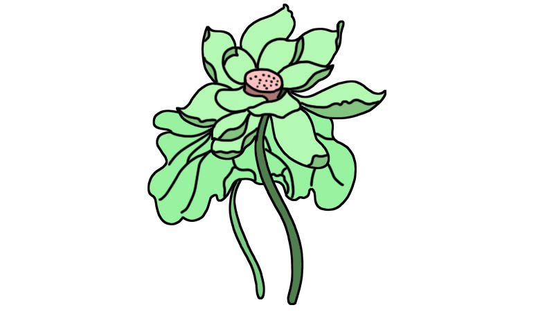荷花简笔画画法荷花简笔画步骤