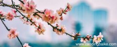 三月的桃花水,是春天的明镜,仿写句子 三月的桃花水是春天的竖