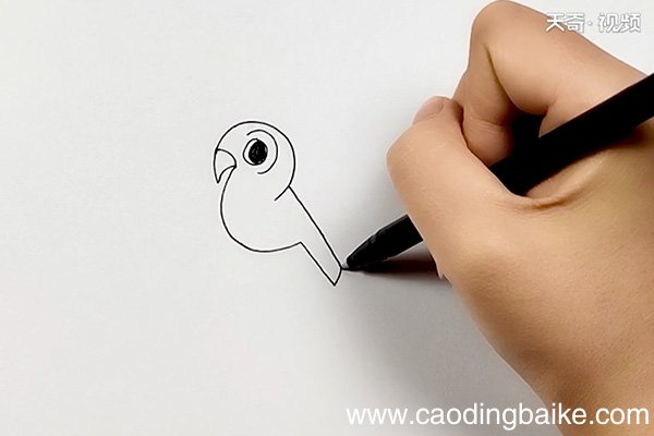 宠物鸟简笔画