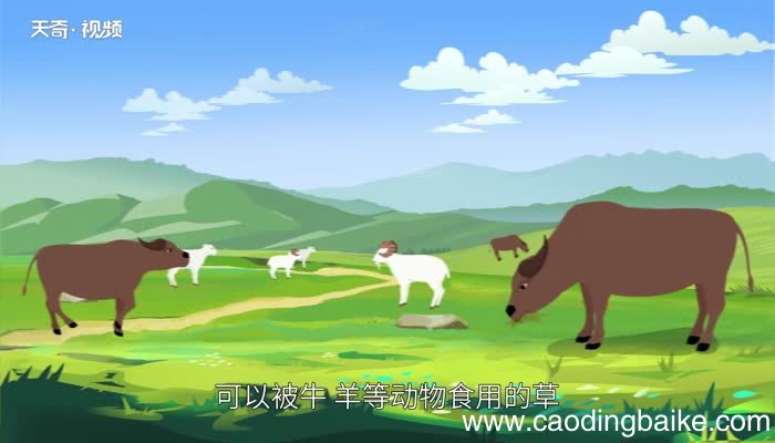 grass可数吗 grass是可数名词吗