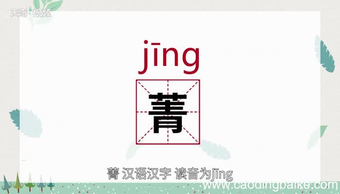 菁怎么读 菁的读音
