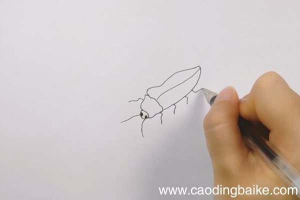叩头虫简笔画