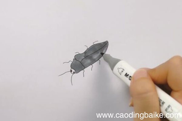 叩头虫简笔画