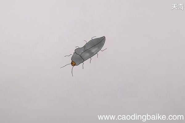 叩头虫简笔画