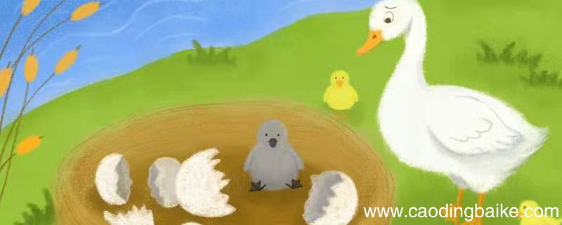 形容鸭子在水里的情景 水里的鸭子怎么形容