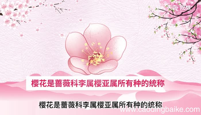 樱花的意思 樱花的解释