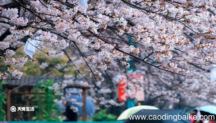 雅安市春季赏花去哪里 推荐雅安春季赏花好去处